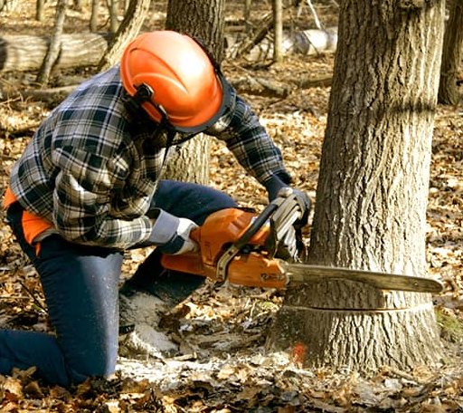 Tree Removal in Randolph, VA